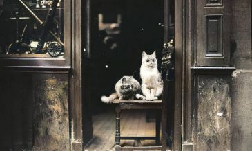 Коты в очках рекламируют витрину магазина Оптики