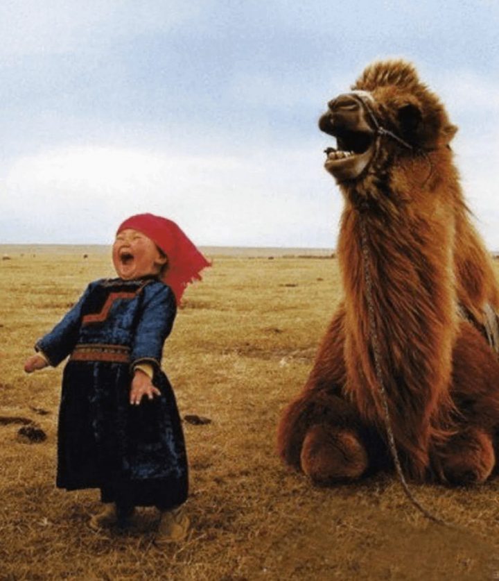 Маленькая монгольская девочка беззаботно смеётся со своим верблюдом